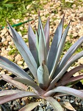 Agave Plutone, ottimo colore
