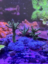 Corallo Acropora Joker