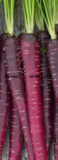 Carota Viola Molto Dolce - 350 Semi - Seeds - Porpora Orto Giardino