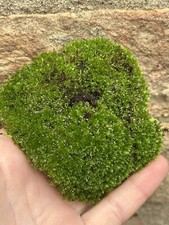 2 Porzioni di Muschio Vero Verde per Terrario o Decorazioni - Foto Originali