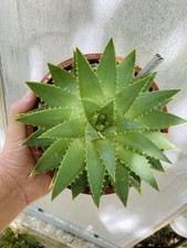 Aloe Polyphylla - Succulente -