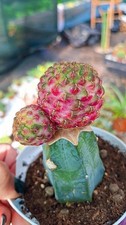 Sulcorebutia rauschii