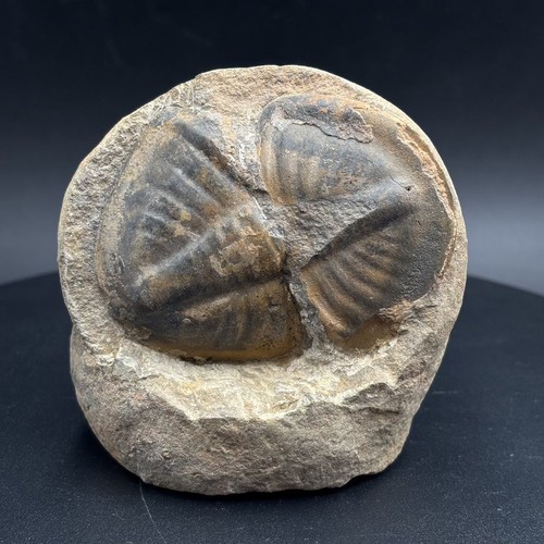 Asaphellus trilobite - asaphellus, –