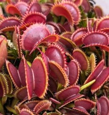 Dionaea muscipula 5-10cm |