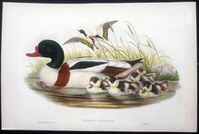 John Gould Ornitologia stampa antica litografia 1865 tadorna vulpanser anatra