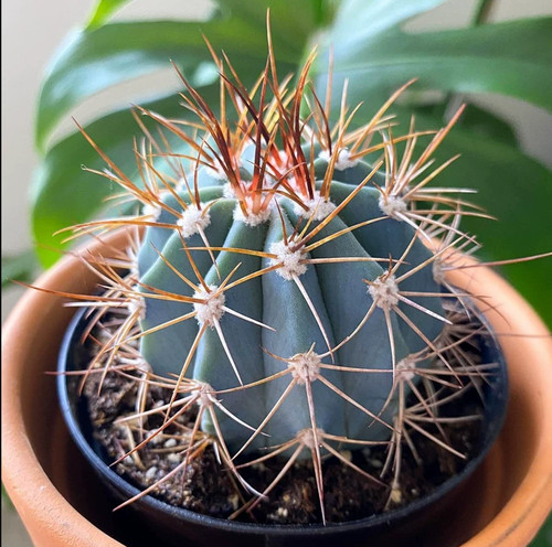 2pcs melocactus azureus - 2pcs,