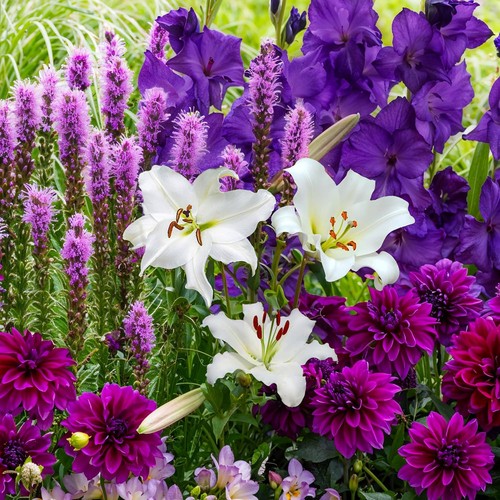 Mix bulbi fiore - mix,