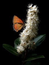 PRUNUS LAUROCERASUS CAUCASICA
