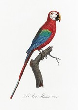 Plate No. 1 Scarlet Macao