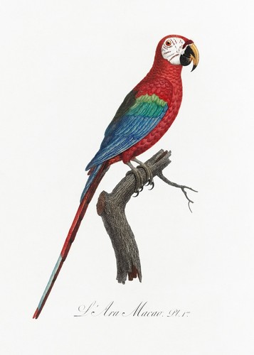 Piatto scarlet macao - n., 1