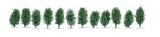 Snoch 21547 hedge di tuia - hedge,