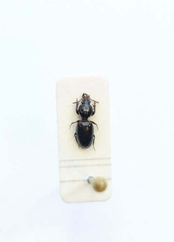 Entomology taxidermy - entomology,