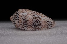 130 - Sea shells - Conus