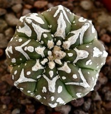 Astrophytum asterias