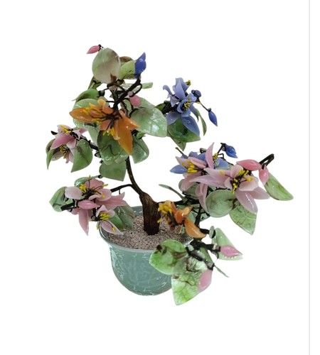 Pianta bonsai giapponese anni
