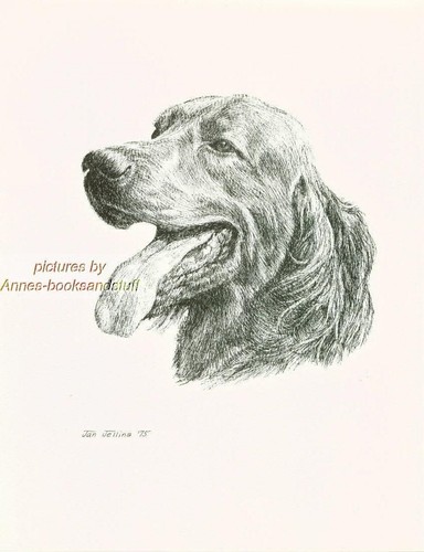 Irish setter stampa - 71,