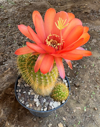 Cereus huascha cactus - -,
