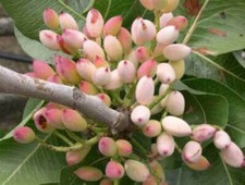 10 semi di PISTACCHIO (PISTACIA) + OMAGGIO