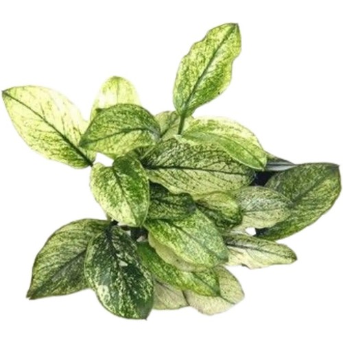 Anubias barteri var - ., nana