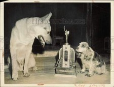 1945 Foto Stampa Cani Parco