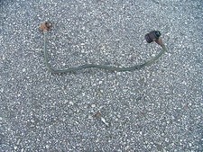 MOTO MV AGUSTA 125 150 175 CS