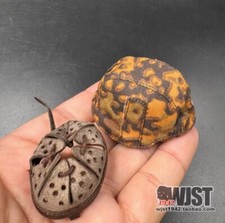 AL100044 Modellino elmetto in