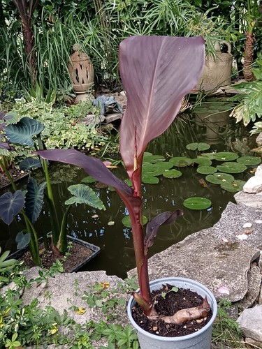 Pianta canna indica wyoming - canna,