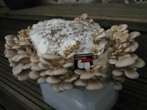 Ostrica fenice 10ml - ostrica,