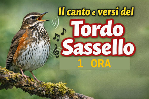 Canto del tordo - del, sassello