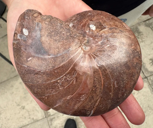Permian nautilus stenopoceras - nautilus,