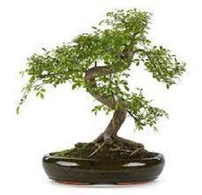 Bonsai Zelkova - Olmo