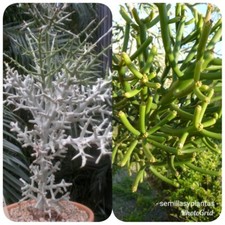 6 Euphorbia , 3 Tirucalli Y 3