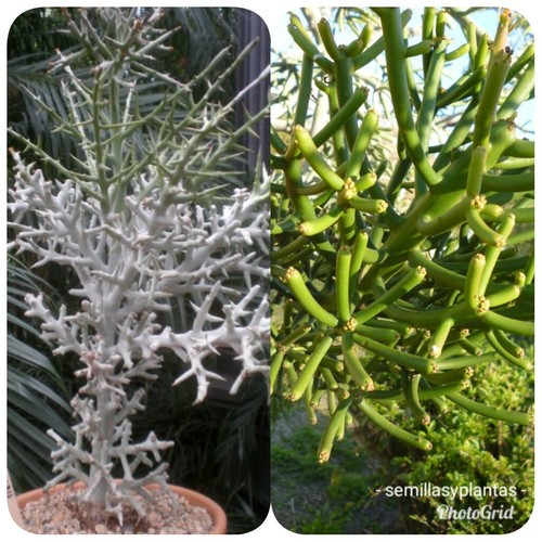 Euphorbia tirucalli y 3 - ,,