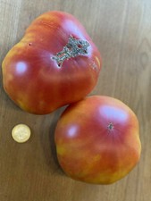 GOLD MEDAL, 25 semi di pomodoro. Pomodoro rosso e giallo + OMAGGIO