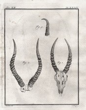 Saiga Antilope Antilope Geweih