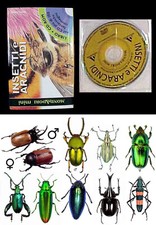 Collezione 10 Coleotteri