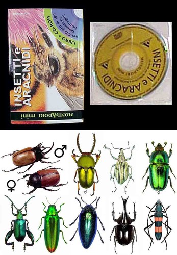Collezione coleotteri - collezione, 10