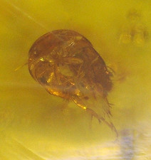 Unique Horseshoe Crab Beetle