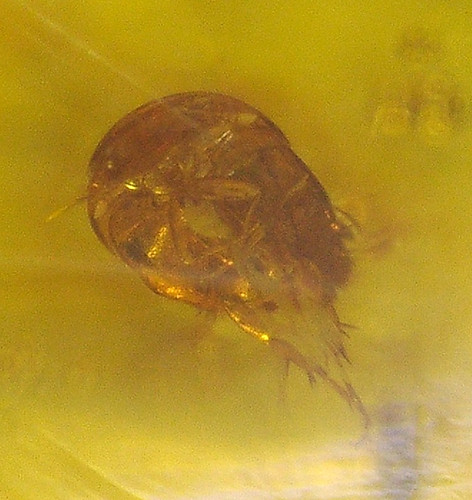Unico scarabeo granchio - , a