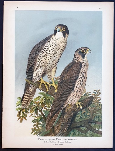 Stampa antica falco pellegrino