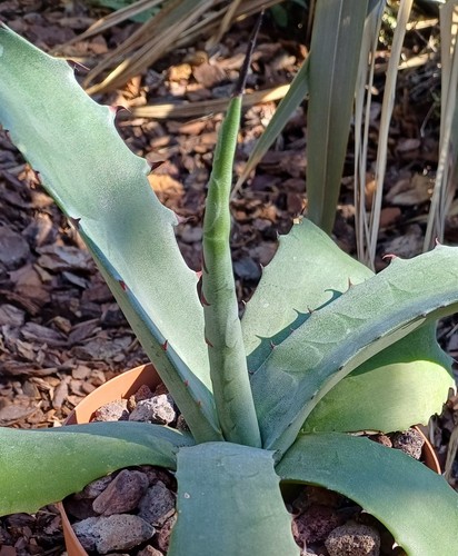 Agave salmiana ferox