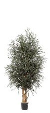 Albero Wide Parvifolia