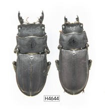 COLEOTTERO, INSETTO -H4644