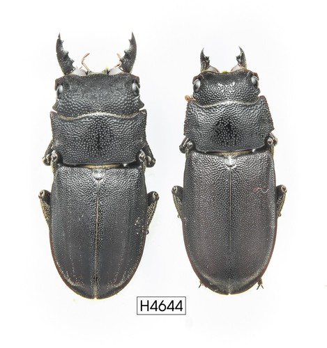 Coleottero insetto h4644 - insetto, -h4644