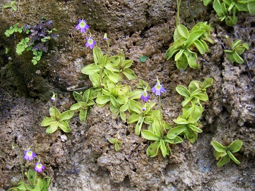 Pinguicula hirtiflora pianta - pinguicula,
