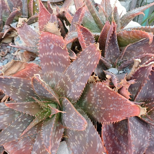 Aloe saponaria maculata - aloe, saponaria-maculata