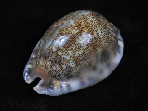 Sea shell cypraea mauritia - sea,
