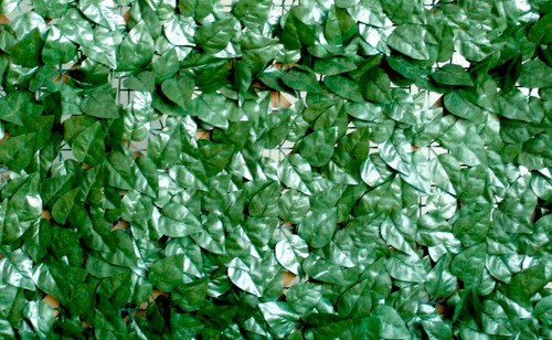 Verdelook sempreverde point - verdelook, sempreverde®