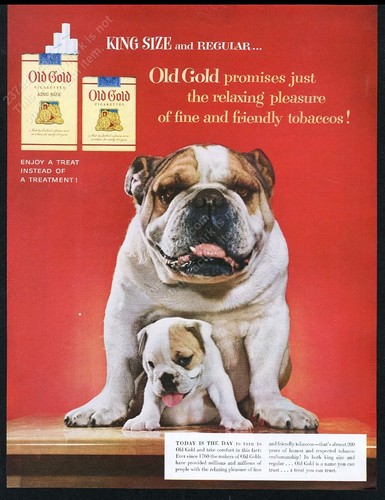 1954 bulldog and puppy photo