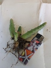 Pianta - radice Nuda Huernia